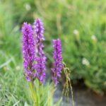 Qué son las flores de Bach y para qué sirven